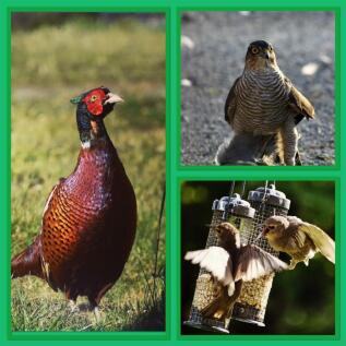 wildlife 2.jpg