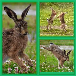 wildlife 3.jpg