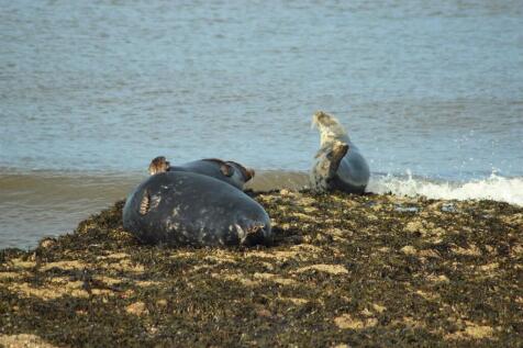 seals beach.jpg