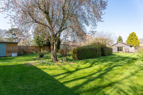 Yew Tree-6
