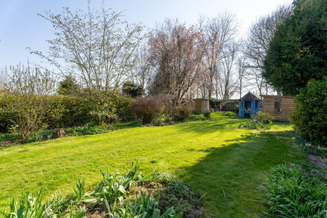 Yew Tree-4