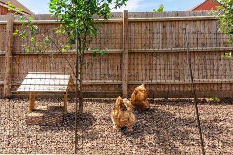 Chickens