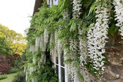 Wisteria