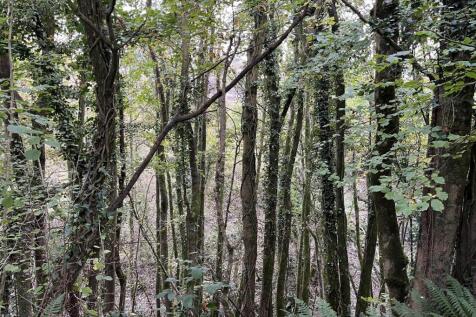 Woodland