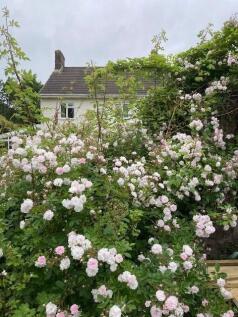 Garden 1.jpg