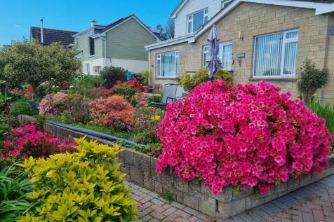 Azaleas.jpg