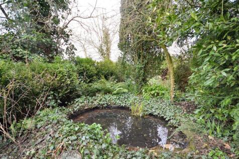 Wildlife Pond
