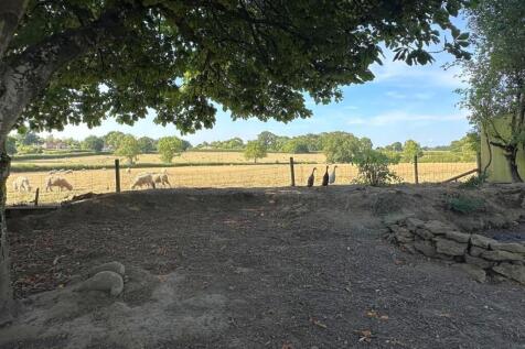 Chicken &amp; Duck Run with Field View