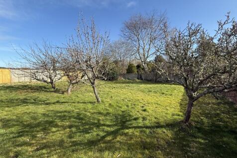 Fruit trees.JPG