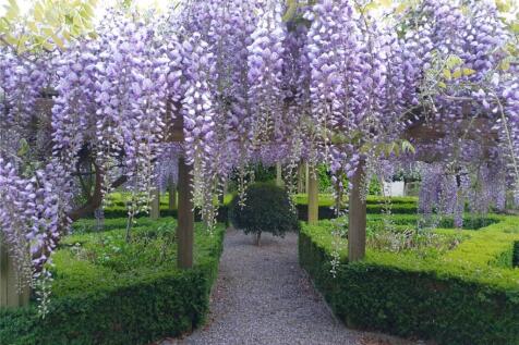 Wisteria
