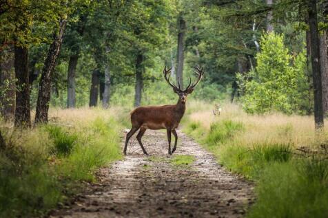 Nr Ashdown Forest