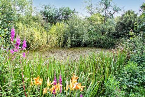 Pond