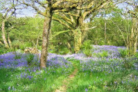 Bluebell Wood
