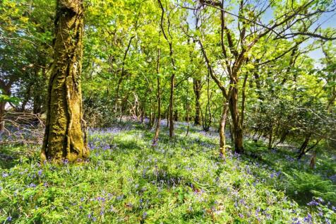 Bluebell wood