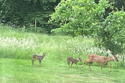 Wildlife At Folly