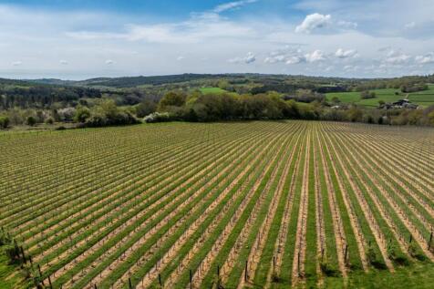 Vinyard