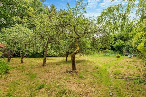 Apple Orchard