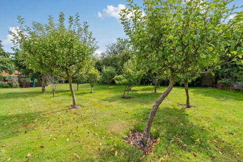 Orchard