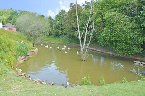 Duck pond