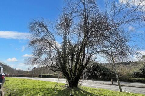 TreeFront