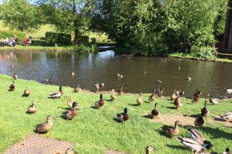 Duck Pond.jpg