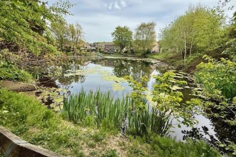 duckpond