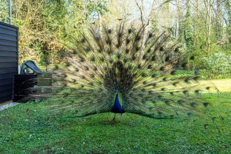 Old Mill House-peacock.jpg