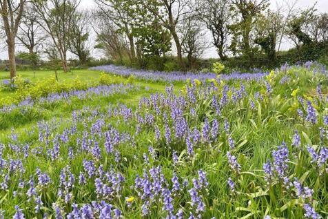 Bluebells in the garden