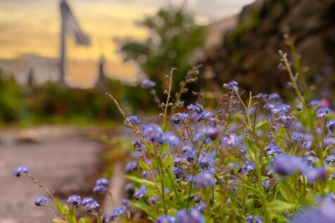 _DSC8677-Edit