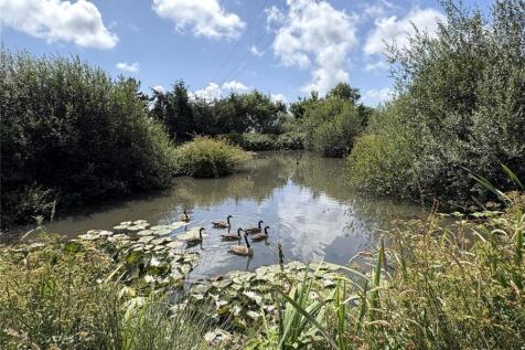 Pond