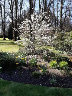 Garden (2024)