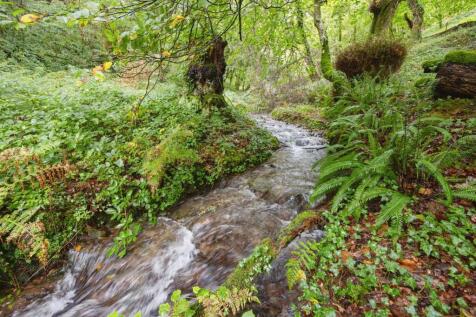 Woodland Area