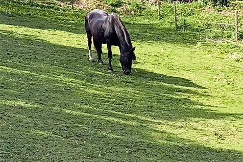 Owners Horse