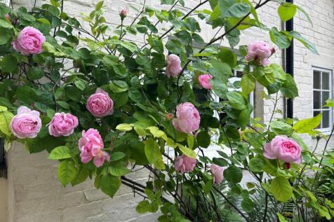 Annexe roses.jpg
