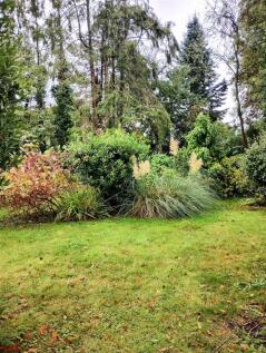 garden.JPG