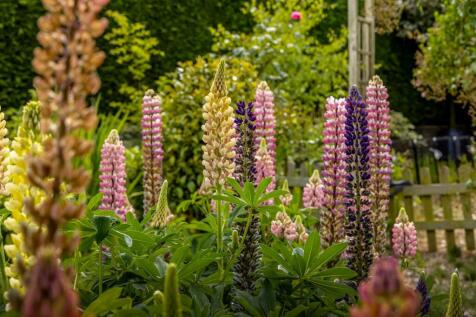 Rosy Cottage (Sibsey)-23.jpg