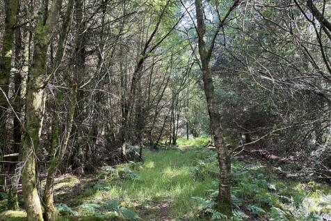 Woodland walk 4.jpeg