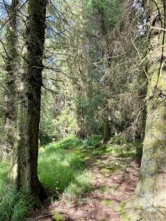 Woodland walk.jpeg