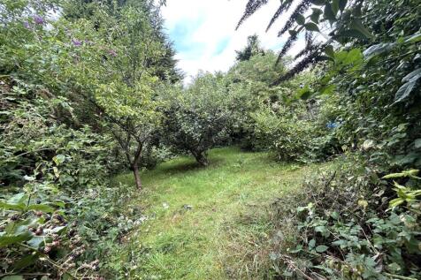 orchard.JPG