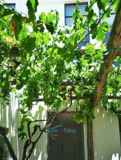 grape vine on courtyard trellis