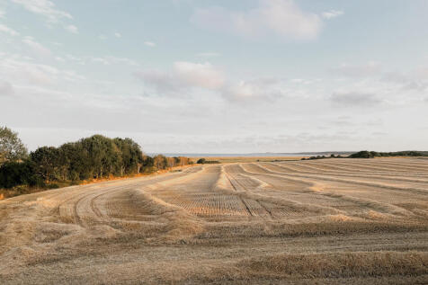 307409 - Seagulls, Walberswick-85.jpg