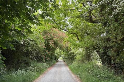 Tree Blossom Approach #2.jpg