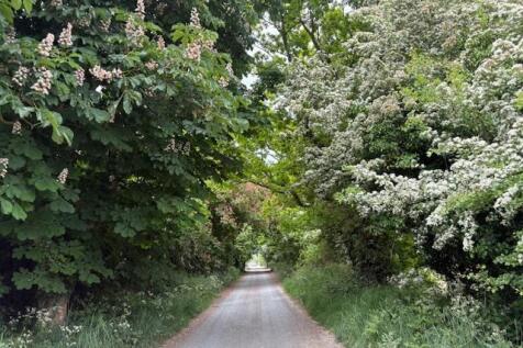 Tree Blossom Approach #3.jpg