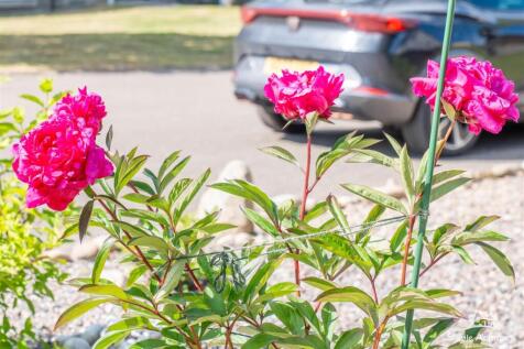 DSC00226-HDR.jpg