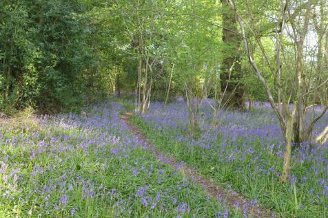 Bluebells
