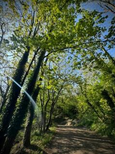 Springs  Lane.jpg