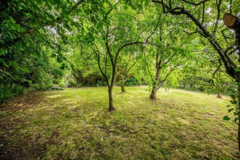 The Orchard 