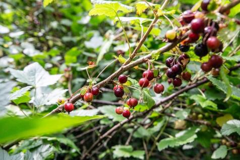 Blackcurrant Bush...