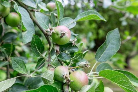Apple Trees