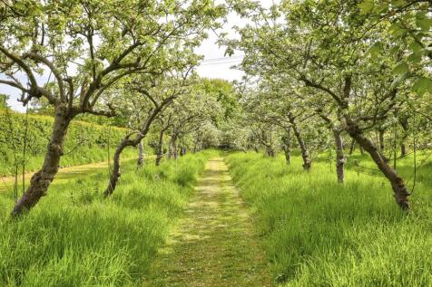 Orchard